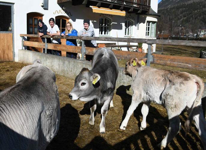 Betrieb Gutshof Kälber
