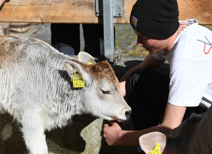 Kalb mit Schüler